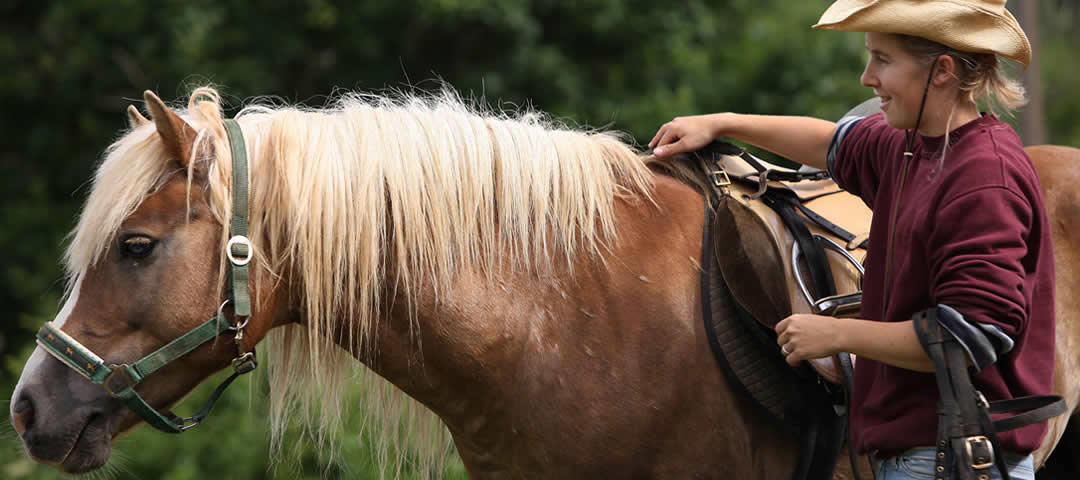 White Pegasus horse rides in Zagori